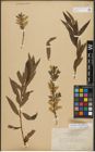 Foto von Salix triandra L. x Salix viminalis L.